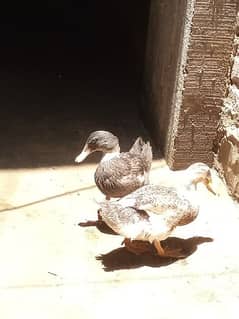 Duck pair