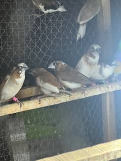 banaglies finches gouldions owl finches exitition finches hex long