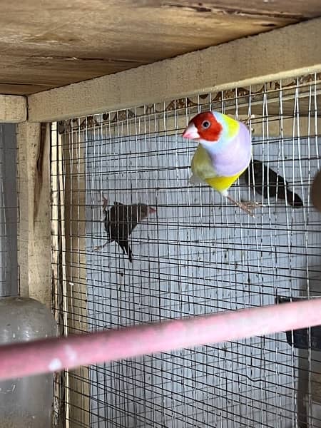 banaglies finches gouldions owl finches exitition finches hex long 4