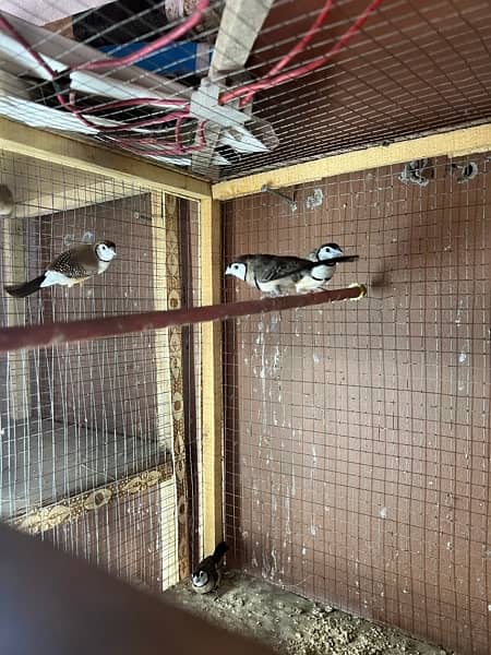 banaglies finches gouldions owl finches exitition finches hex long 7