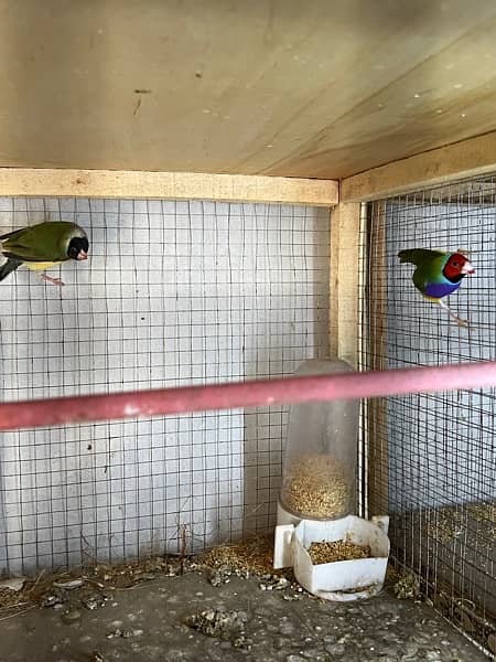banaglies finches gouldions owl finches exitition finches hex long 8