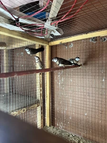 banaglies finches gouldions owl finches exitition finches hex long 9