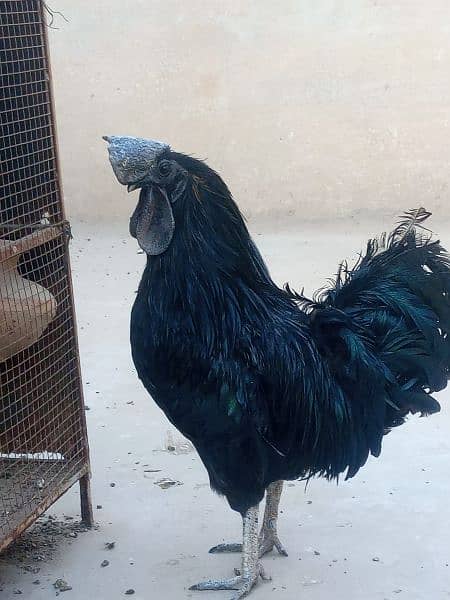 Ayam cemani gray tongue 2/3/4.5month 03006882275 0