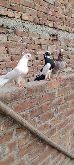 sherazi pigeon brider pair