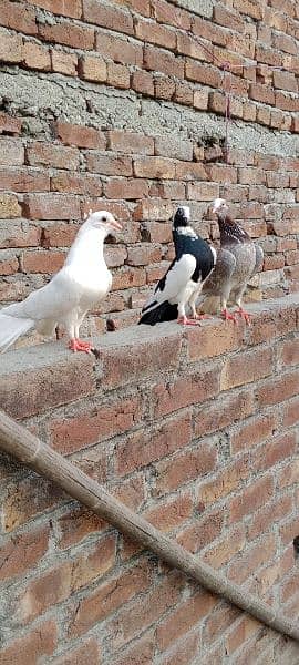 sherazi pigeon brider pair 1