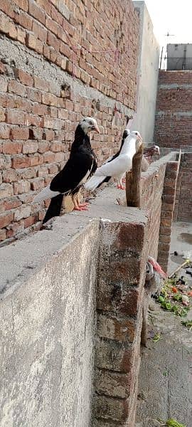 sherazi pigeon brider pair 2