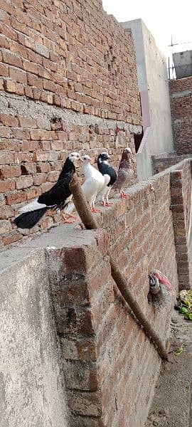 sherazi pigeon brider pair 3