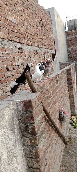 sherazi pigeon brider pair 4