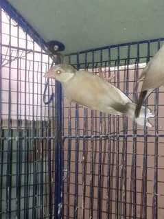 fawn java patthy age 4 month cloz ring bird  jaal wale door rahy  plz
