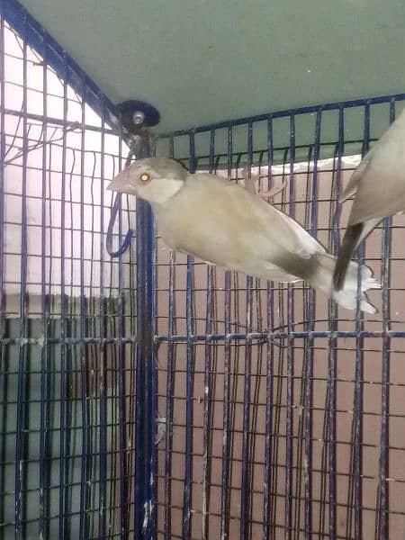 fawn java patthy age 4 month cloz ring bird  jaal wale door rahy  plz 1