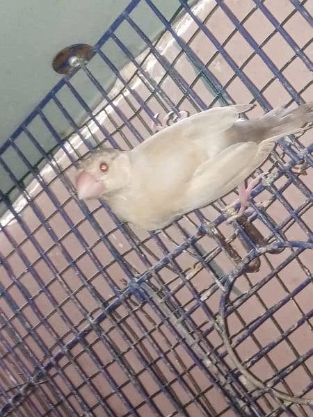 fawn java patthy age 4 month cloz ring bird  jaal wale door rahy  plz 2