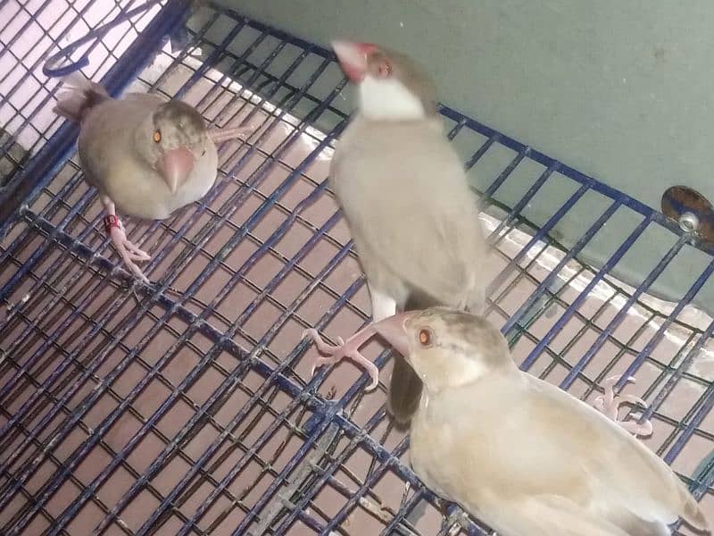fawn java patthy age 4 month cloz ring bird  jaal wale door rahy  plz 3