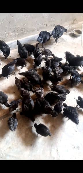 Ayam cemani gray tongue 2/3/4.5month 03006882275 5