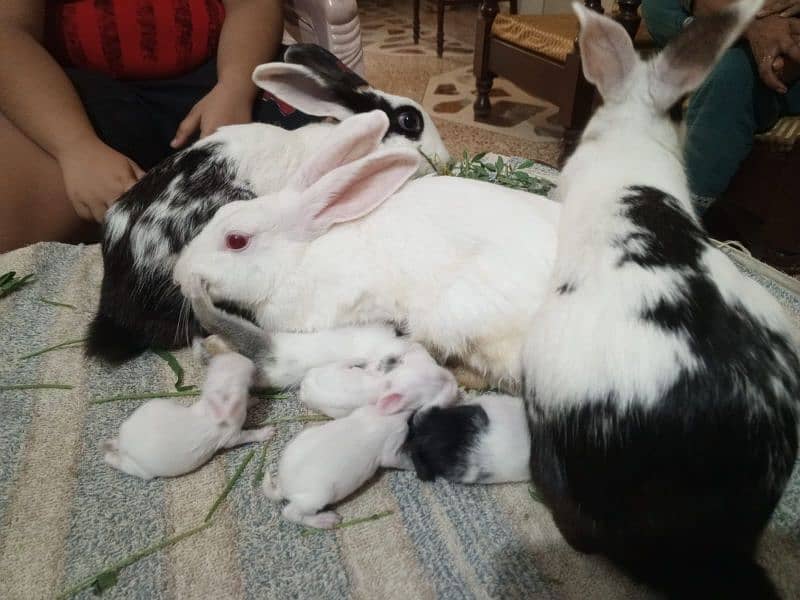 Rabbits and kids 5