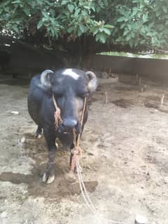 5 years age, Farming , Fertile purpose , 450kg weight good height
