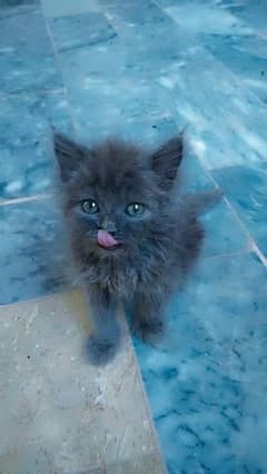 Persian cat kitten(0307 1720196)