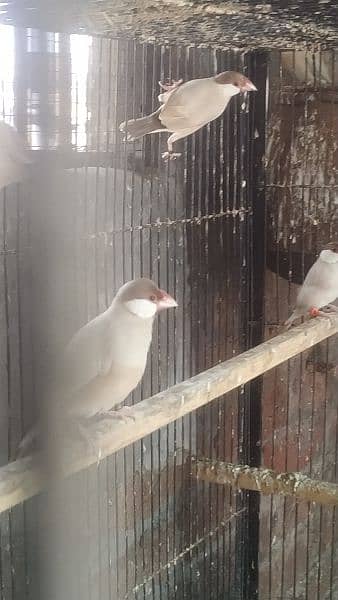 Fawn White Silver pairs confirm breeder java birds 1