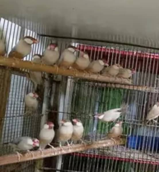 Fawn White Silver pairs confirm breeder java birds 0