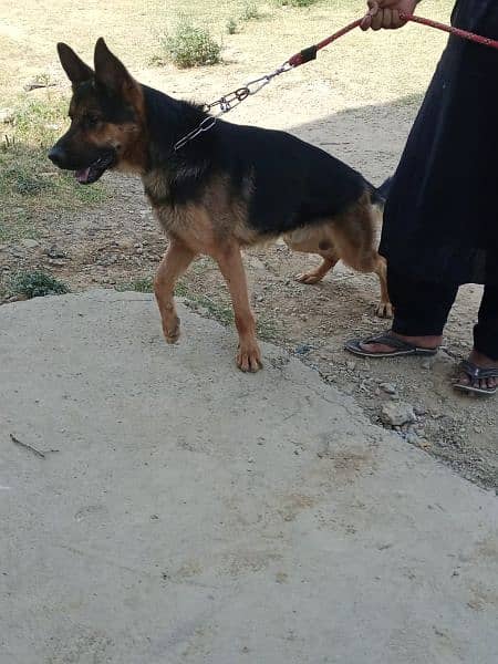 KISI KO CHAHEA  German shepherd TO description my IN no py rabta kary 2