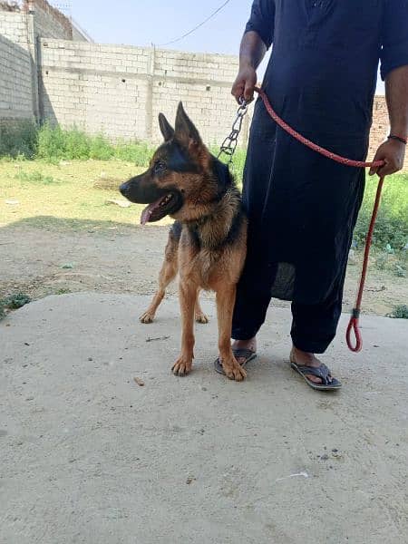 KISI KO CHAHEA  German shepherd TO description my IN no py rabta kary 3