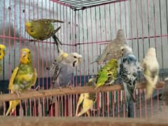breeding pairs Up for sale