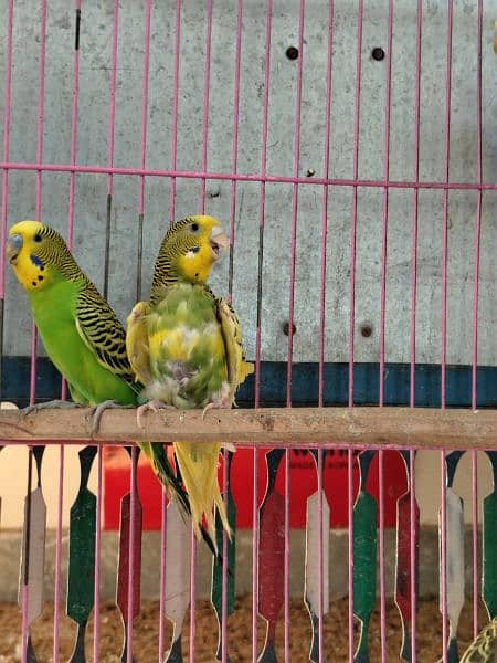 breeding pairs Up for sale 2