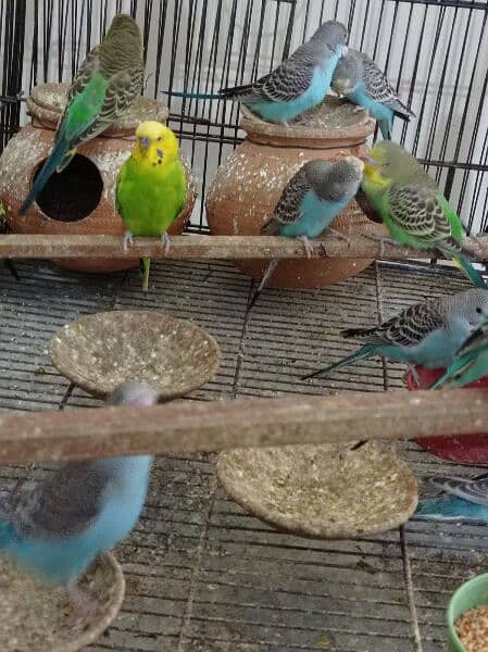 Australian parrots for sale 0