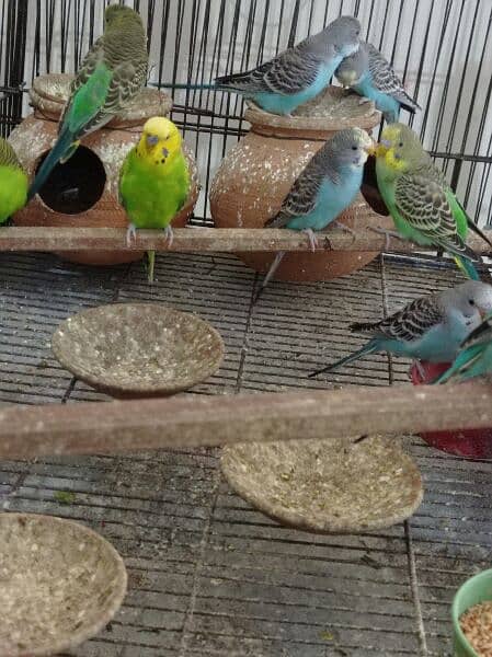 Australian parrots for sale 2