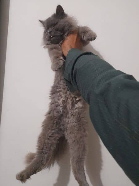 American grey adorable female cat with one eye 1