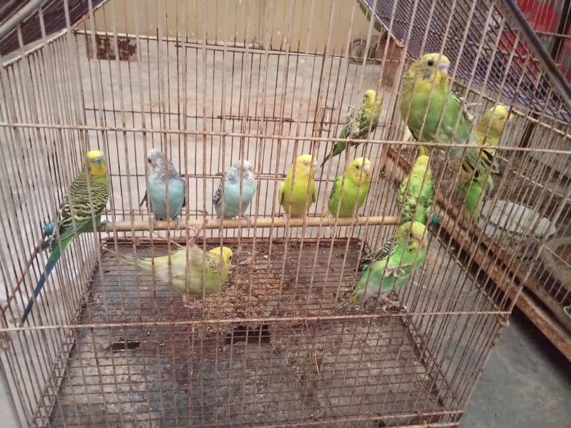 Bajhree birds 0