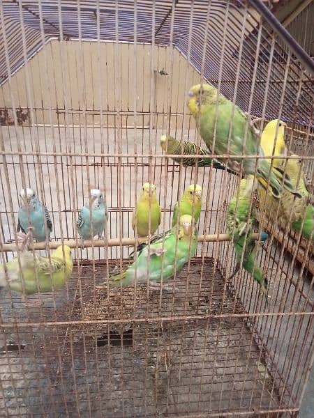 Bajhree birds 1