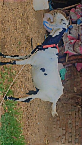 doodh waly bakri for urgent sale 0