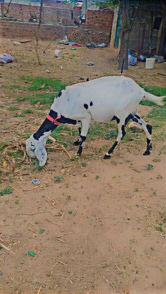 doodh waly bakri for urgent sale 1