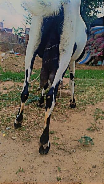 doodh waly bakri for urgent sale 2