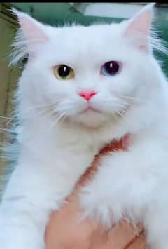 odd eyes beautiful persian female cat