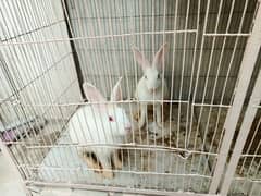 Red eyes bunnies pair