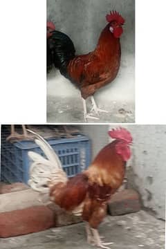 beautiful color hens 0