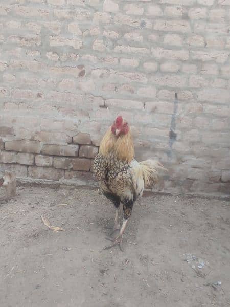 mianwali pure assel murga for sale . 0