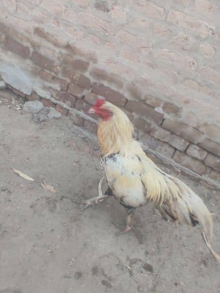 mianwali pure assel murga for sale . 1