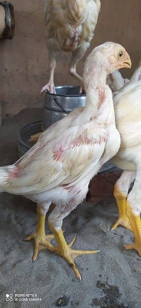 White  o shamo chicks whatsapp number 0322-4753963 3