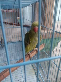 Parrot female and cocktail  for sale with partition cage