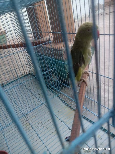 Parrot female and cocktail  for sale with partition cage 1