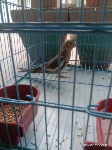 Parrot female and cocktail  for sale with partition cage 2