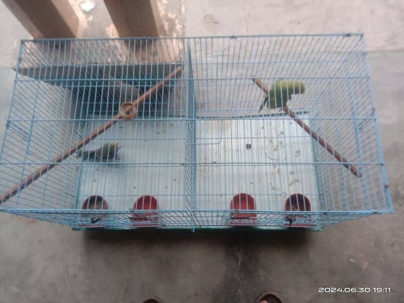 Parrot female and cocktail  for sale with partition cage 3