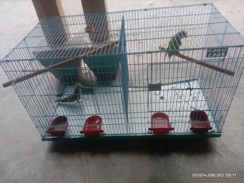 Parrot female and cocktail  for sale with partition cage 4