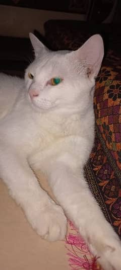 Male cat pure white good coat healthy