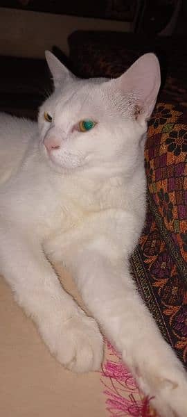 Male cat pure white good coat healthy 0