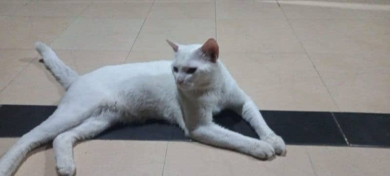 Male cat pure white good coat healthy 1