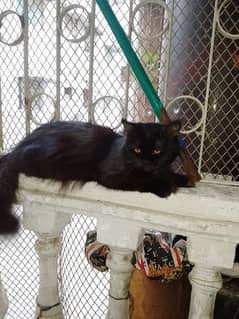 black persian