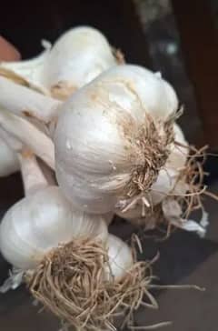 G1 garlic (Lehsan)